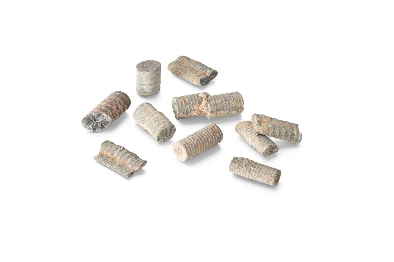 Crinoid Stem Fossil Study Pack