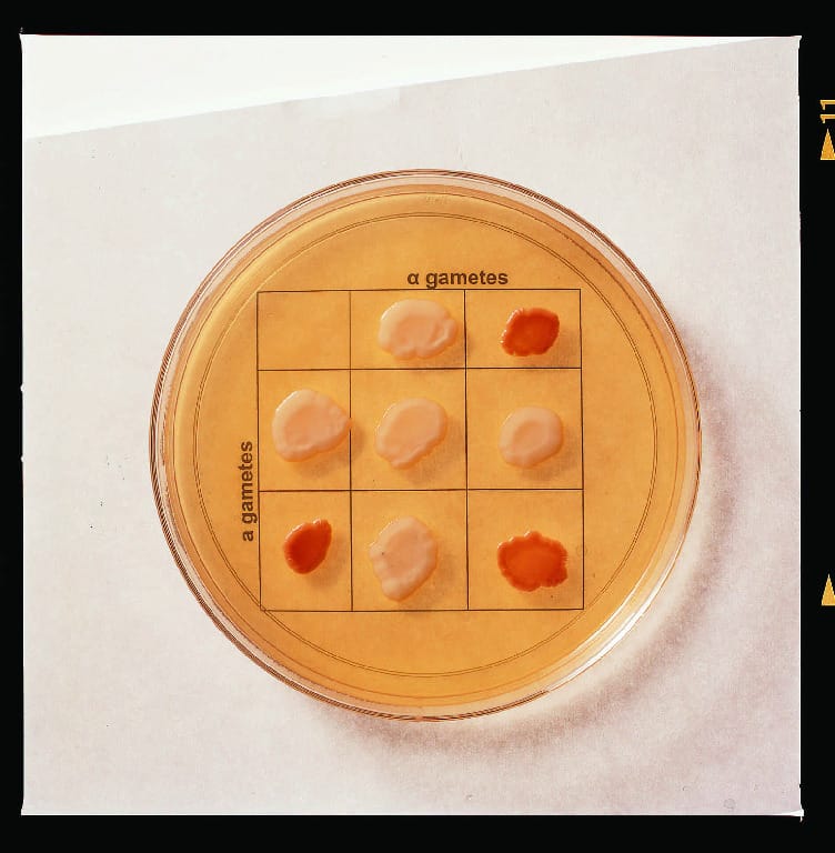 Ward's® Introduction to Genetics: A Monohybrid Cross in Yeast Lab Activity