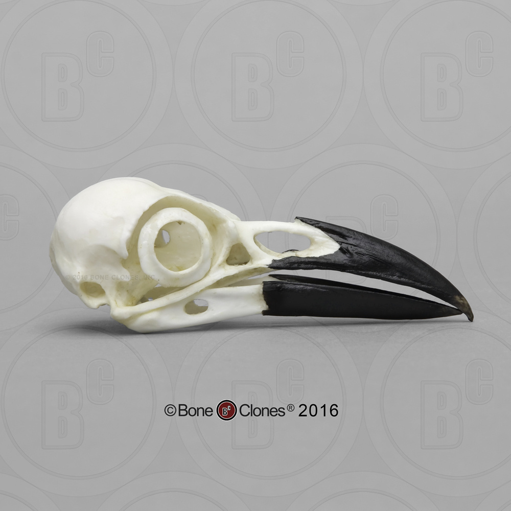 BoneClones® Animal Skulls, Avian