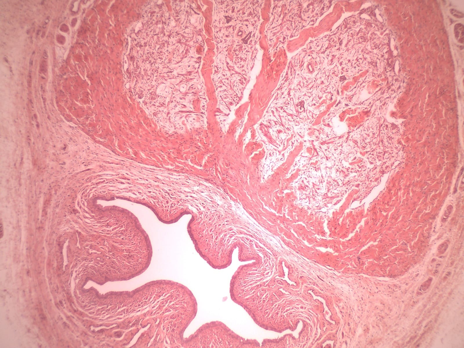Penis , Mammal Slide