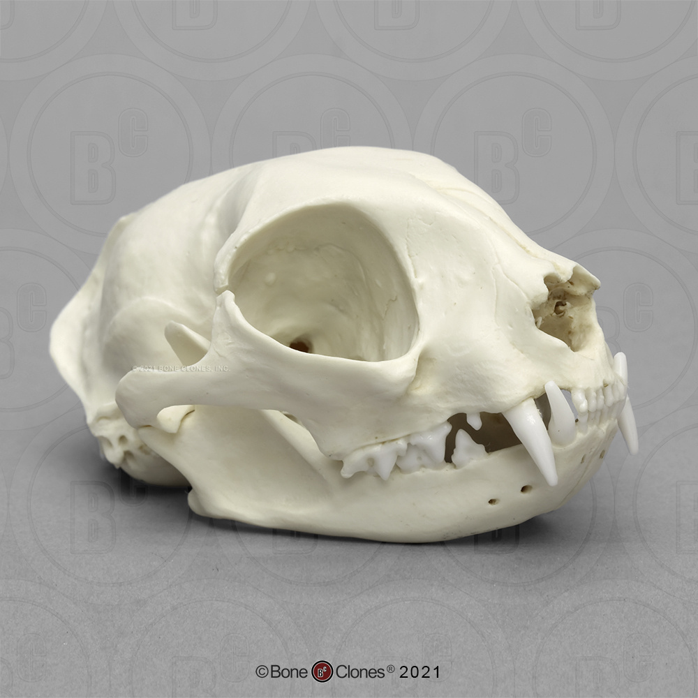 Bone Clones® Domestic Cat Skulls