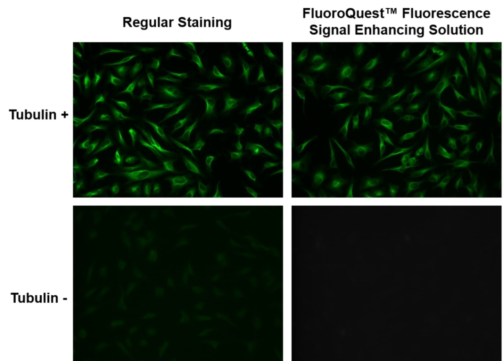 FluoroQuest™ Fluorescence Signal Enhancing Solution (5 ml) | VWR, part ...