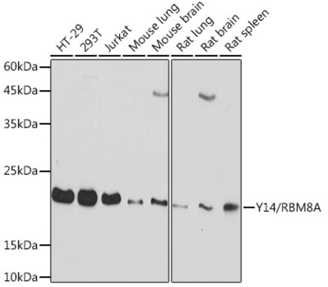 Anti-Y14 Rabbit Monoclonal Antibody [clone: ARC2189] | VWR, part of Avantor