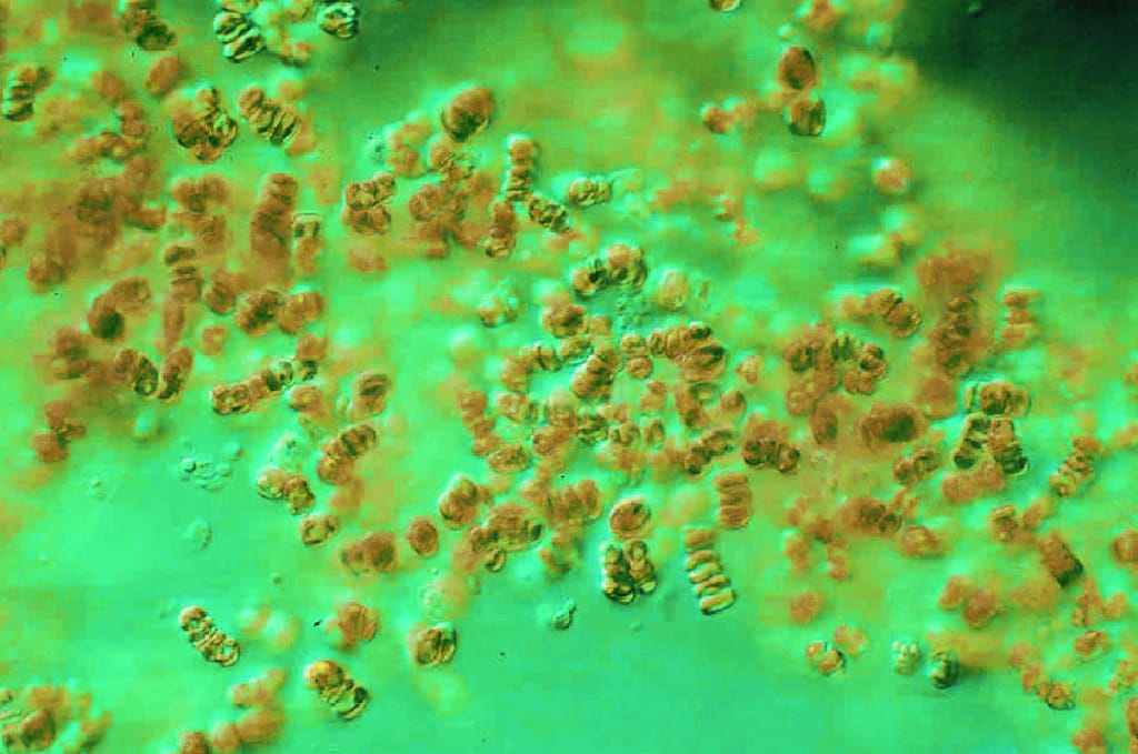 Navicula