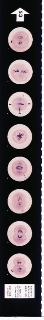 The Monarch Butterfly Microslides
