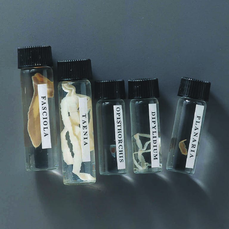 Ward's® Platyhelminth Collection