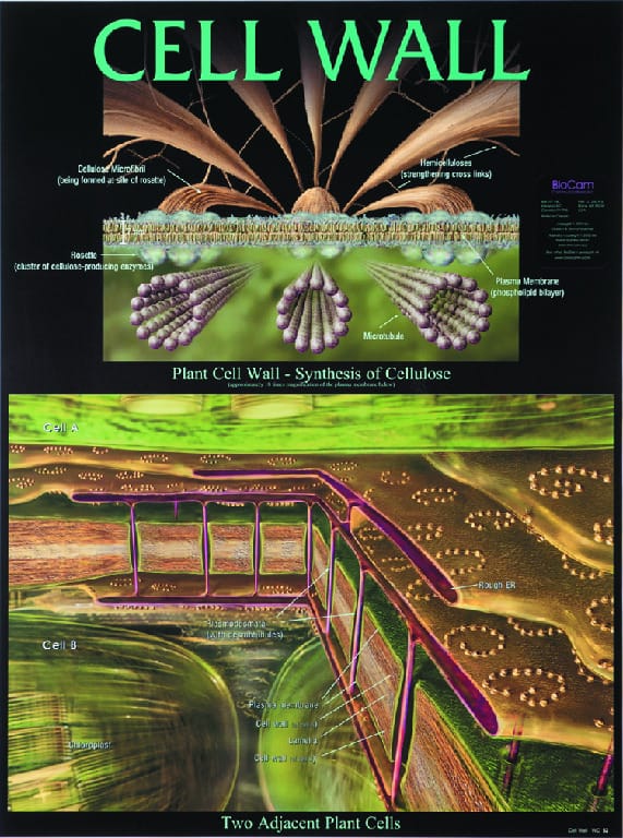 BioCam Cell Structure And Function Charts