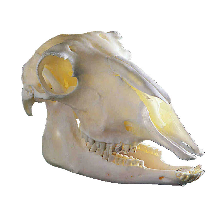 Sheep Skull