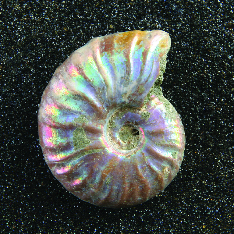 Ammonites (Iridescent)