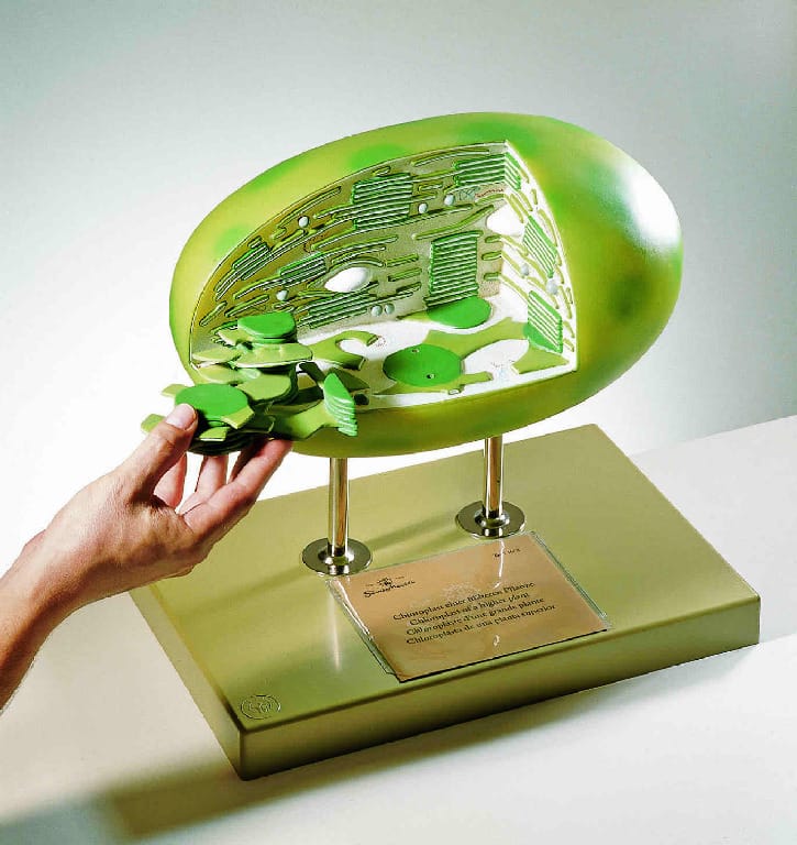 Somso® Chloroplast Model
