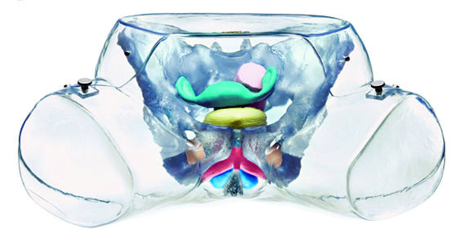 Somso® Model of the Female Sexual Organs
