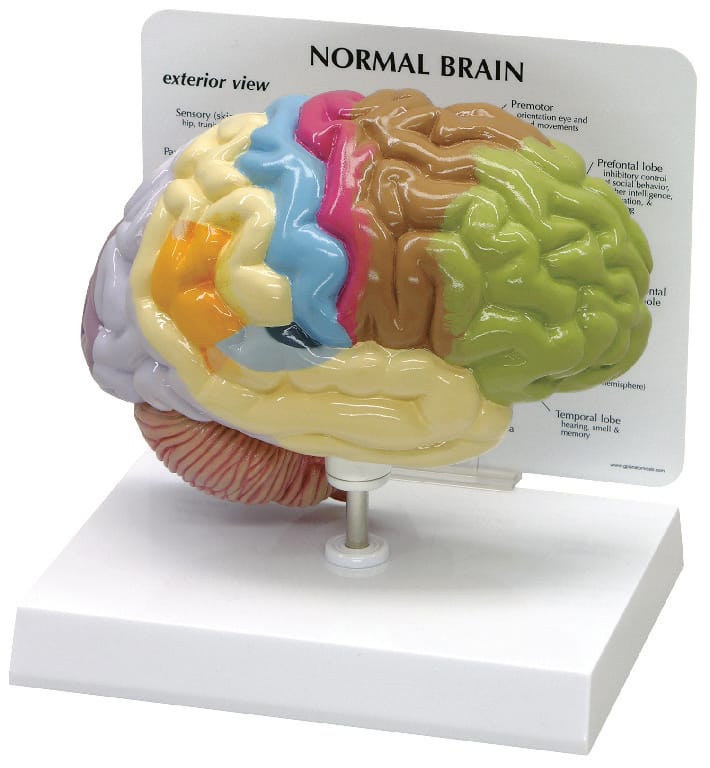 GPI Anatomicals® Basic Half Brain Model