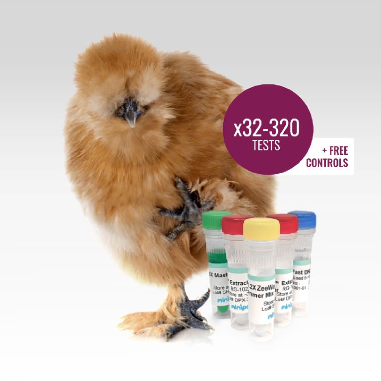miniPCR® ZeeWee™ I Bird DNA Sex Test
