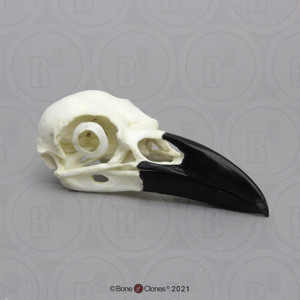 BoneClones® Animal Skulls, Avian