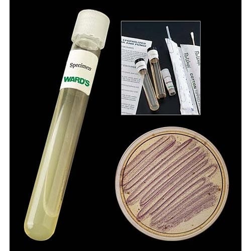 Penicillium notatum