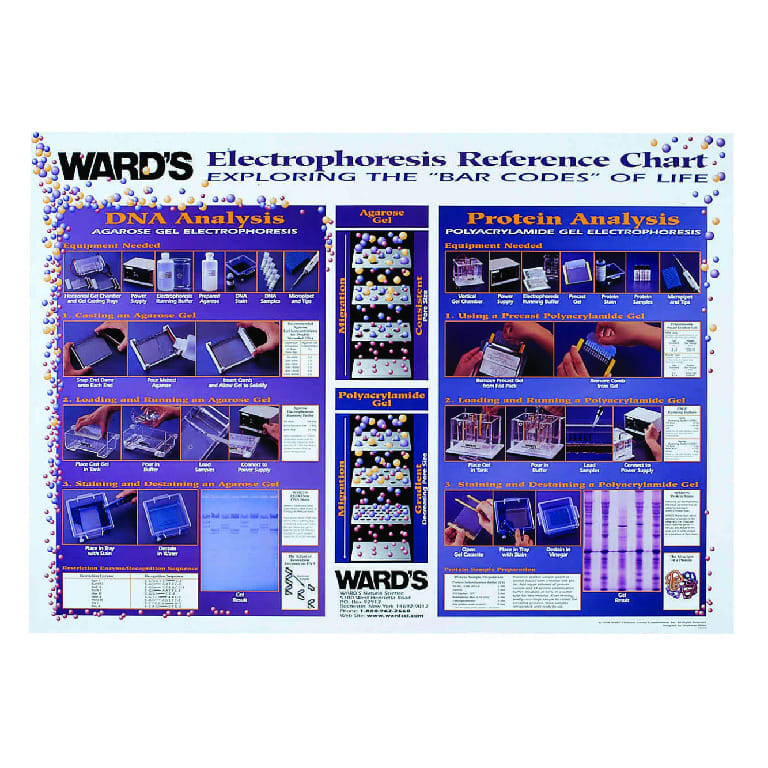 Ward's® Electrophoresis Techniques Reference Poster