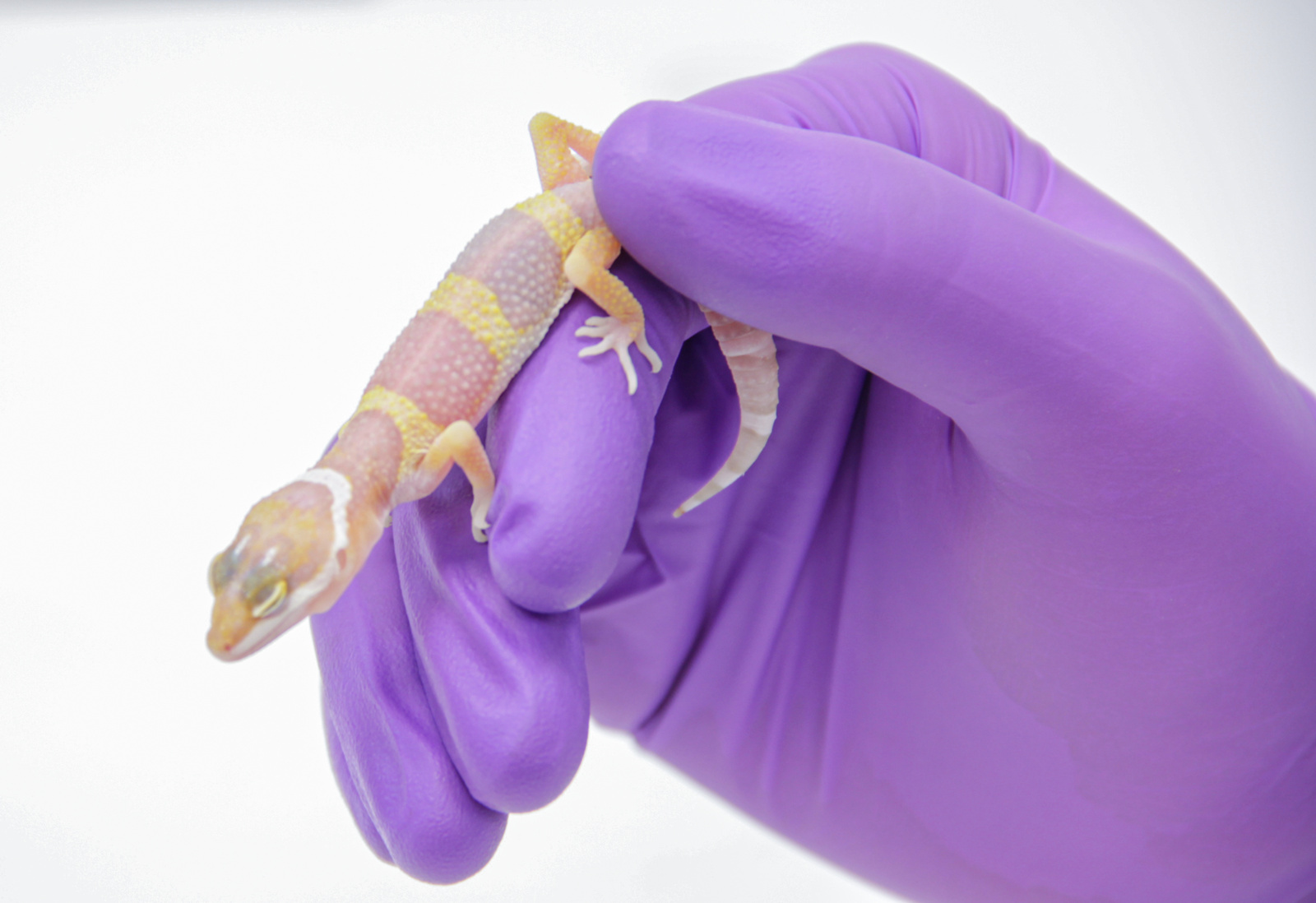 Ward's® Juvenile Leopard Gecko Set