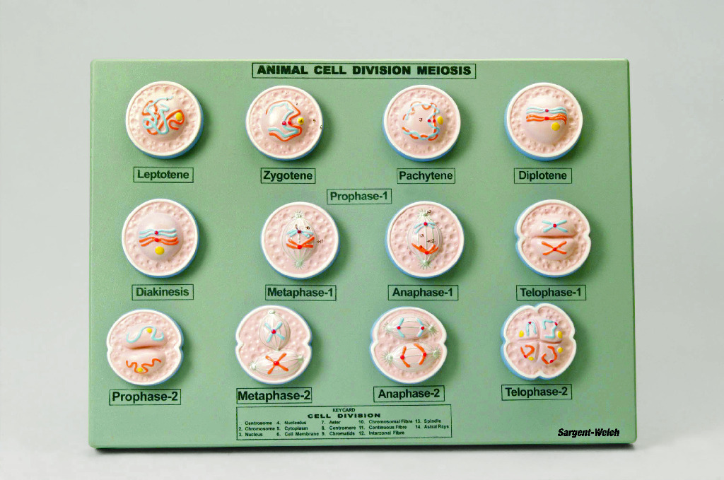 Eisco® Animal Meiosis Model