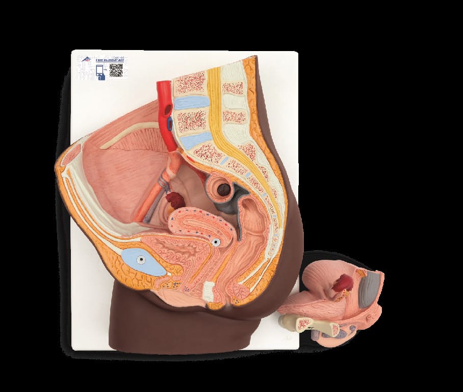 3B Scientific® Pelvic Relief Models