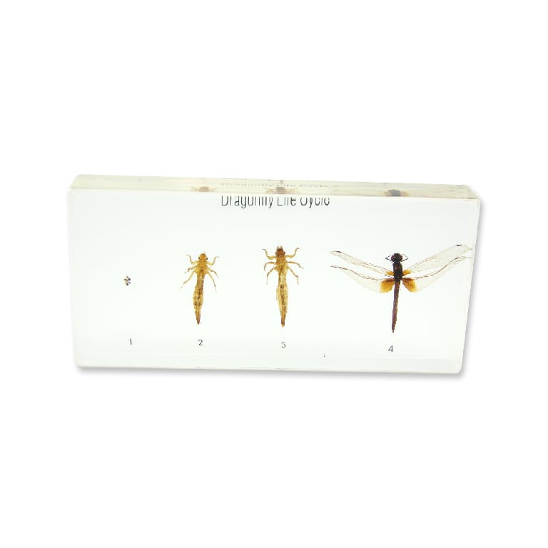 Realbug Dragonfly Life Cycle