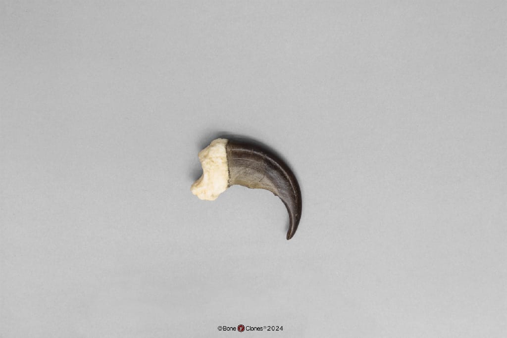 BoneClones® Replica Claws