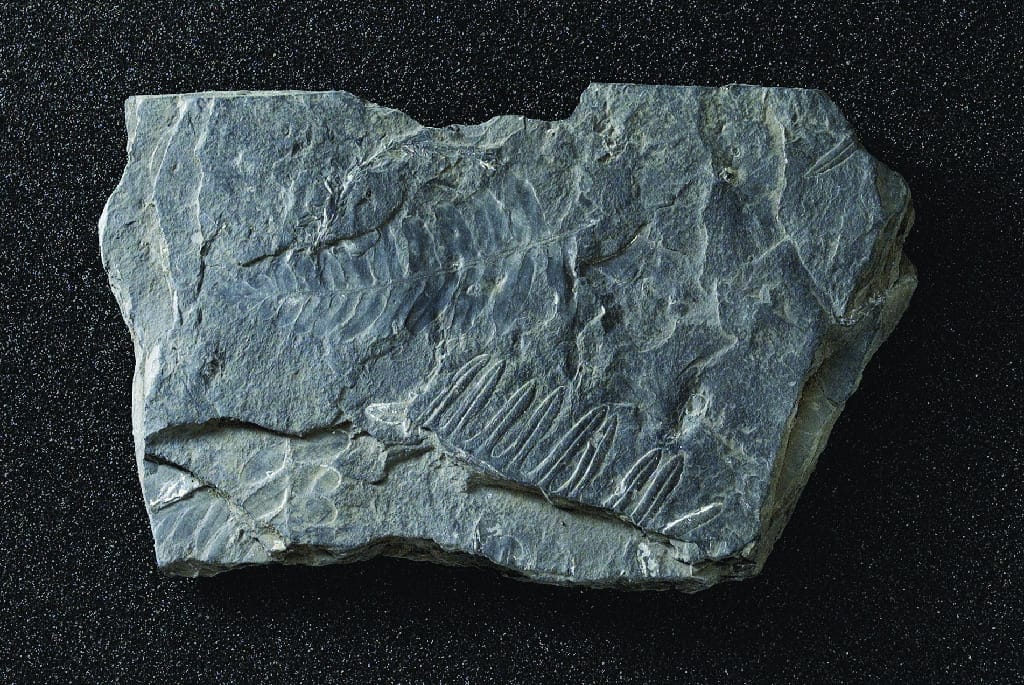 Neuropteris sp. (Pennsylvanian)