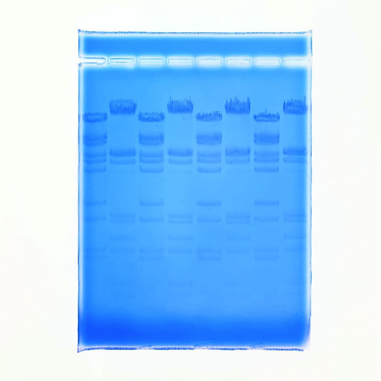 Ward's® QUIKView DNA Stain for Gel Electrophoresis