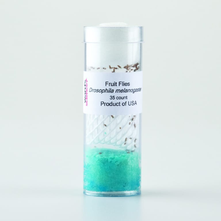 Ward's® Live Drosophila melanogaster - Chromosome I Mutants