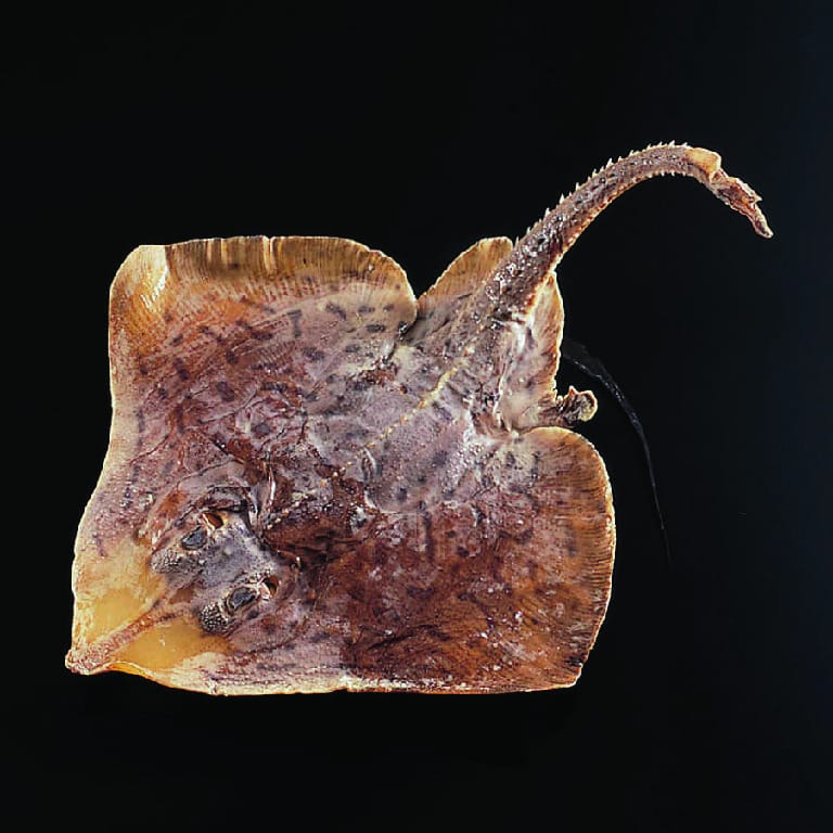 Preserved Ray