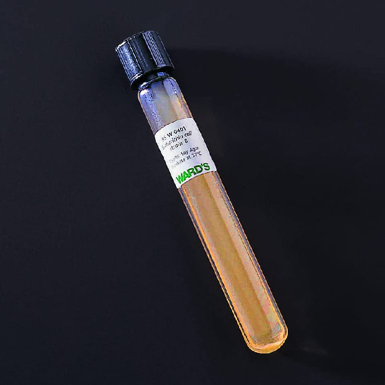 Ward's® Live E. coli cultures for Coliphage Use