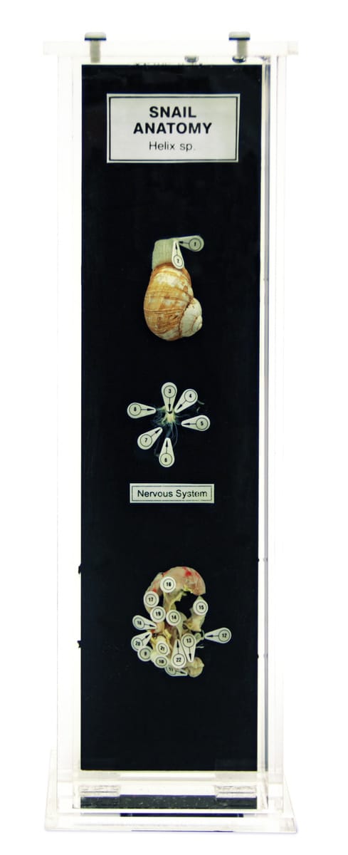 Ward's® Snail Anatomy Museum Mount
