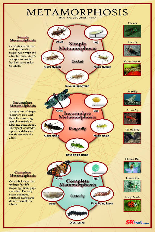 Ward's® Insect Metamorphosis Poster