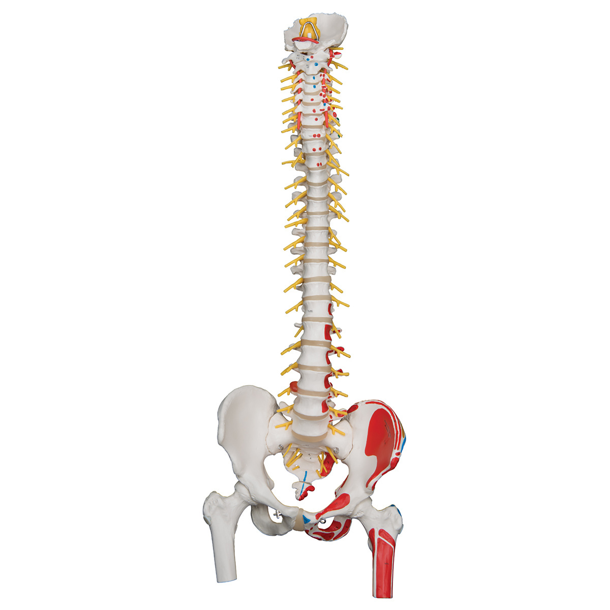 3B Scientific® Deluxe Flexible Spines