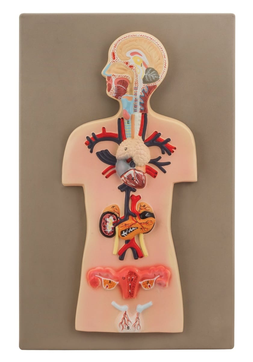 Eisco® Endocrine System Model