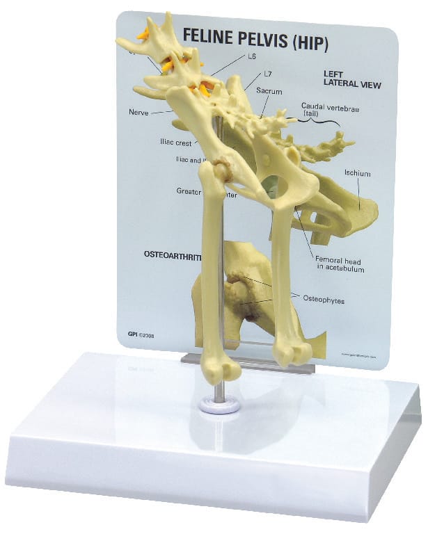 GPI Anatomicals® Feline Hip