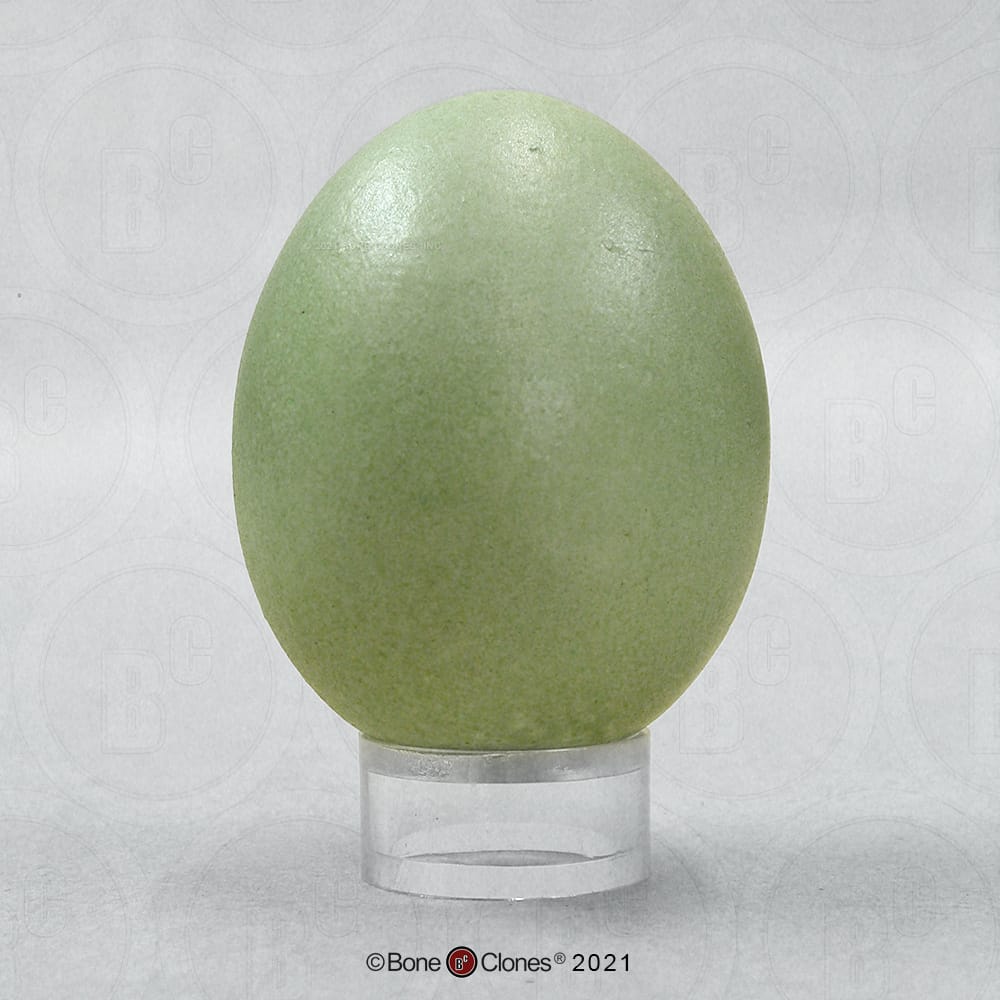 Bone Clones® North American Bird Eggs