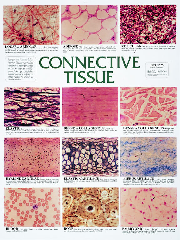 Biocam Mircohistology Charts
