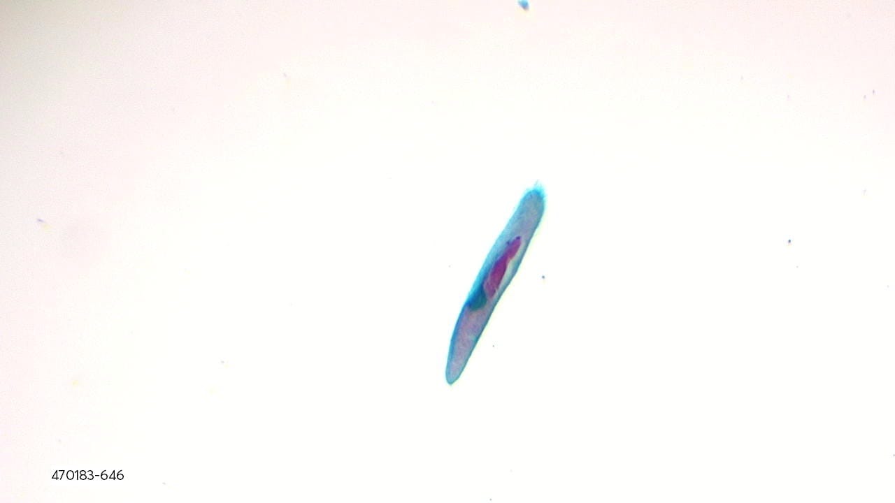 Paramecium caudatum, Explano-Mount Slide