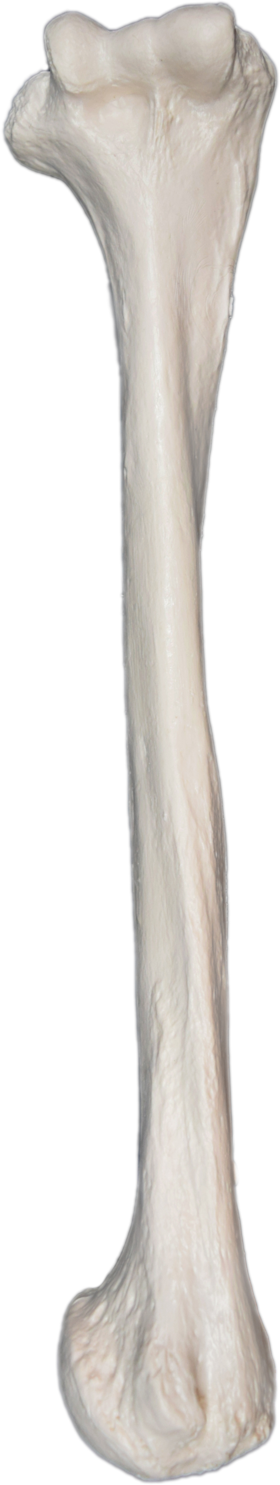 Eisco® Individual Bones