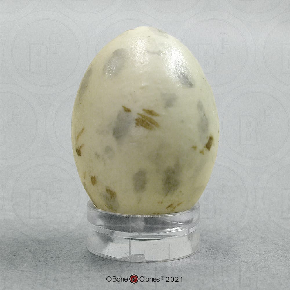 Bone Clones® North American Bird Eggs
