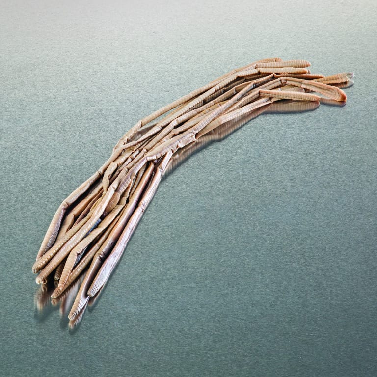 Ward's® Pure Preserved™ Earthworms