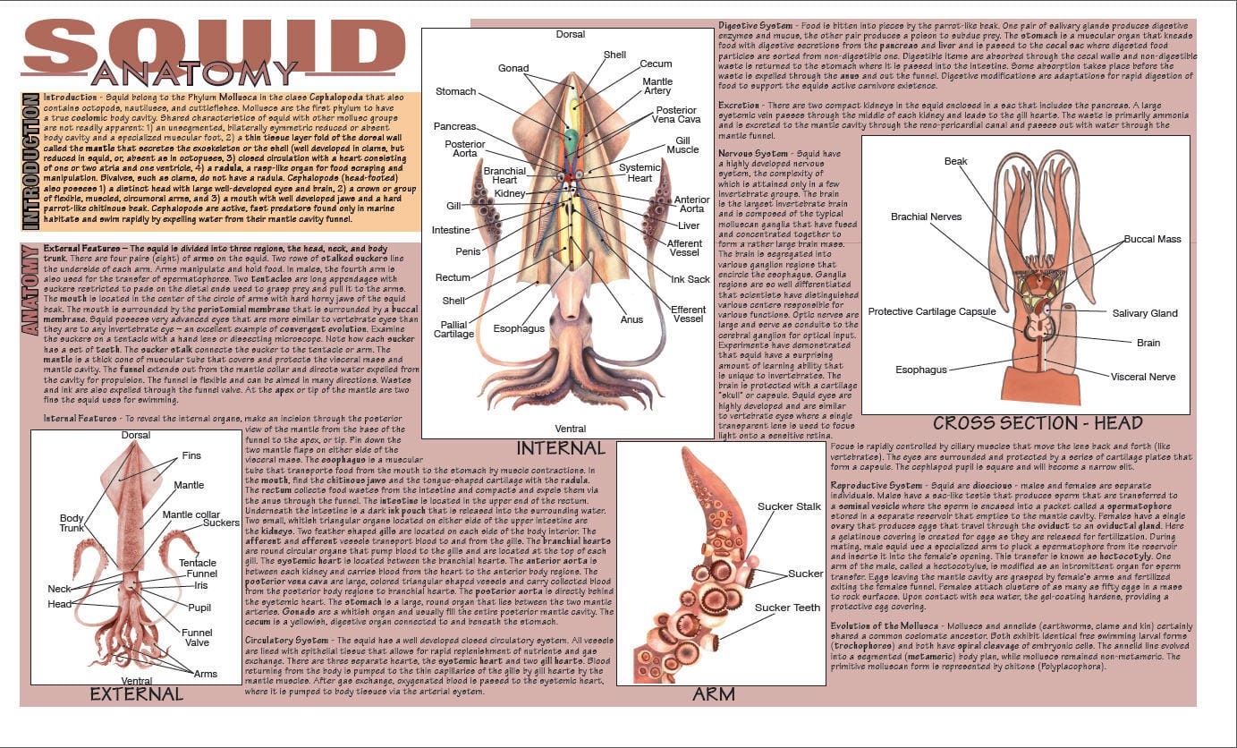 Placemat Dissection Guides