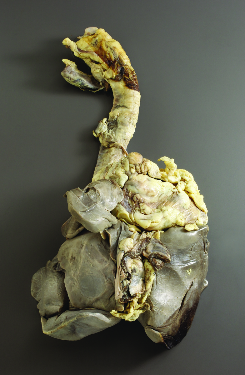 Ward's® Pure Preserved Partial Sheep Pluck