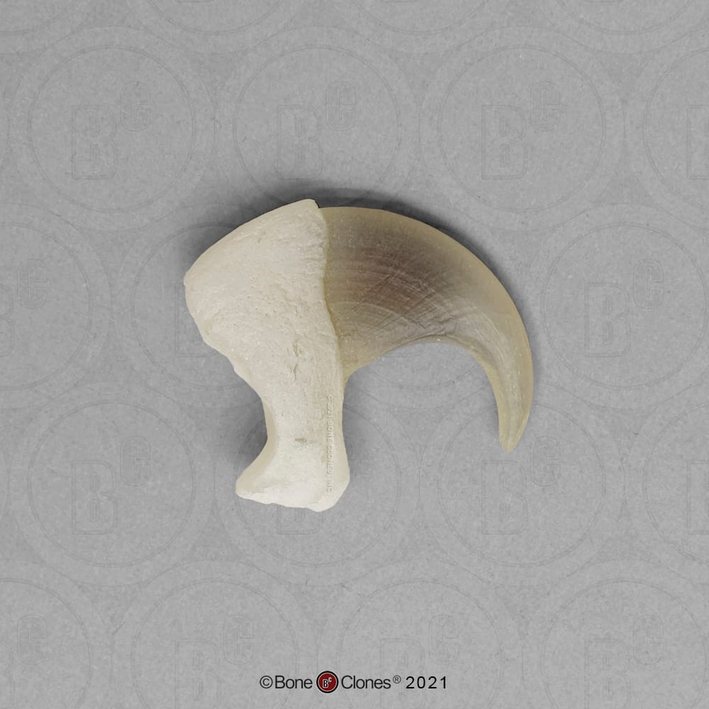 BoneClones® Replica Claws