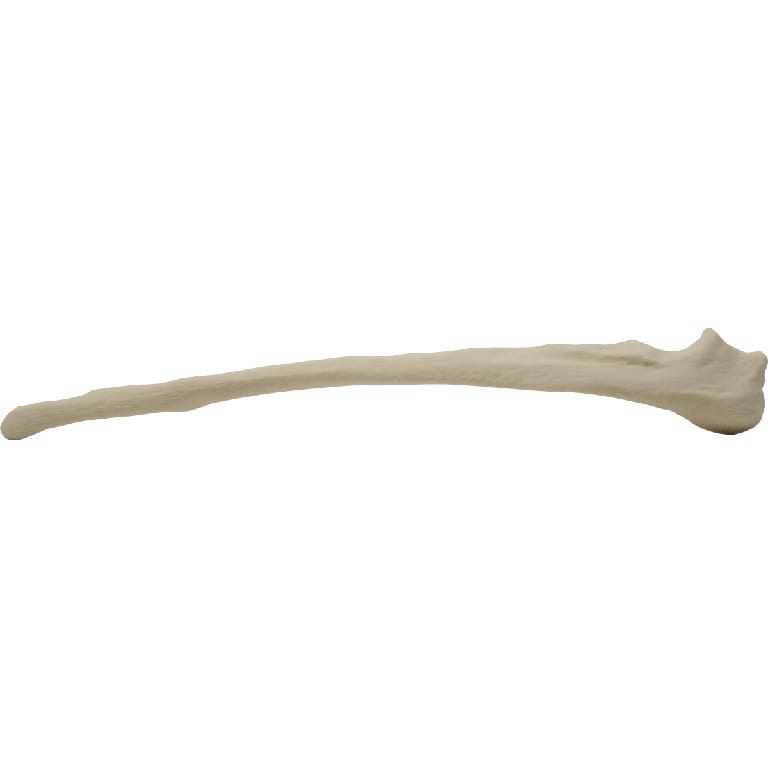 Med Dimensions® Vet Bones, Canine