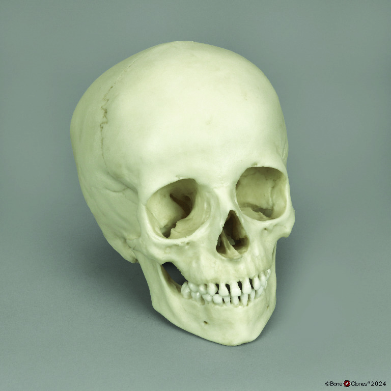 BoneClones® Human Child Skull, 6 Year Old