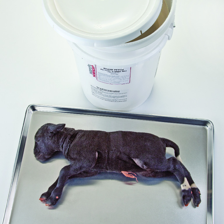 Preserved Fetal Lamb or Goat