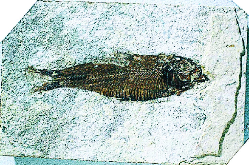 Fossilized Fish (Eocene)