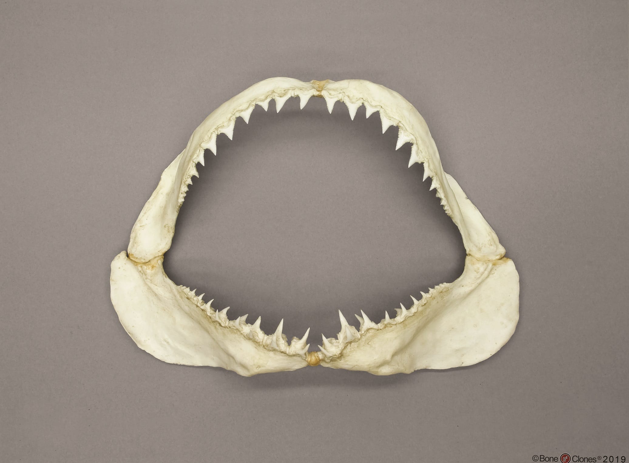 BoneClones® Animal Skulls and Jaws, Aquatic