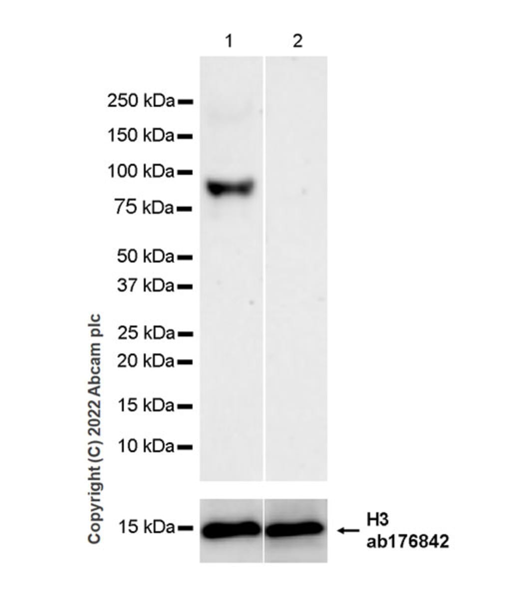 Anti-RED1+RED2 Rabbit Monoclonal Antibody [clone: EPR26577-102] | VWR ...